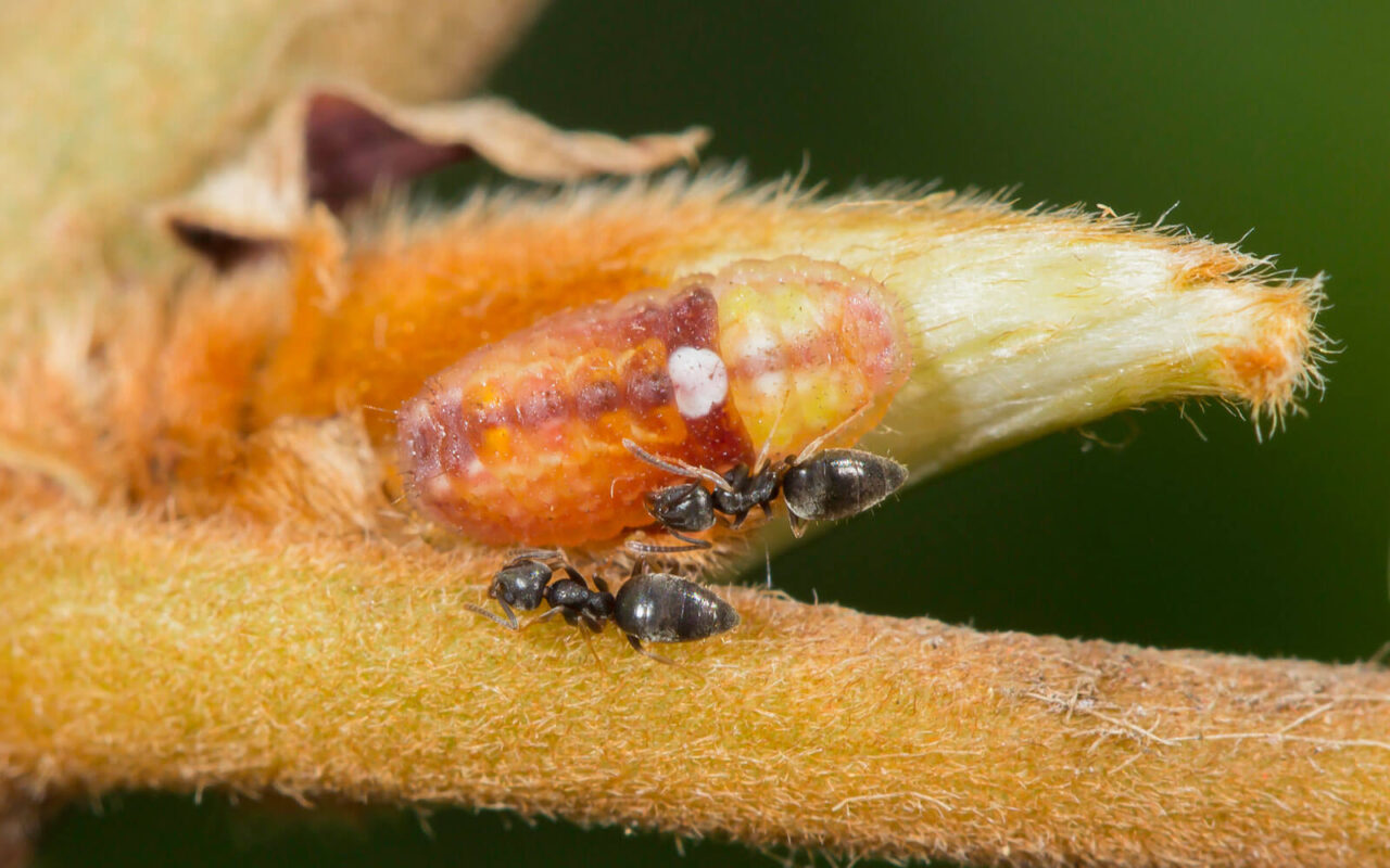 Fierce Little Creatures Butterflyant mutualism Kloof Conservancy