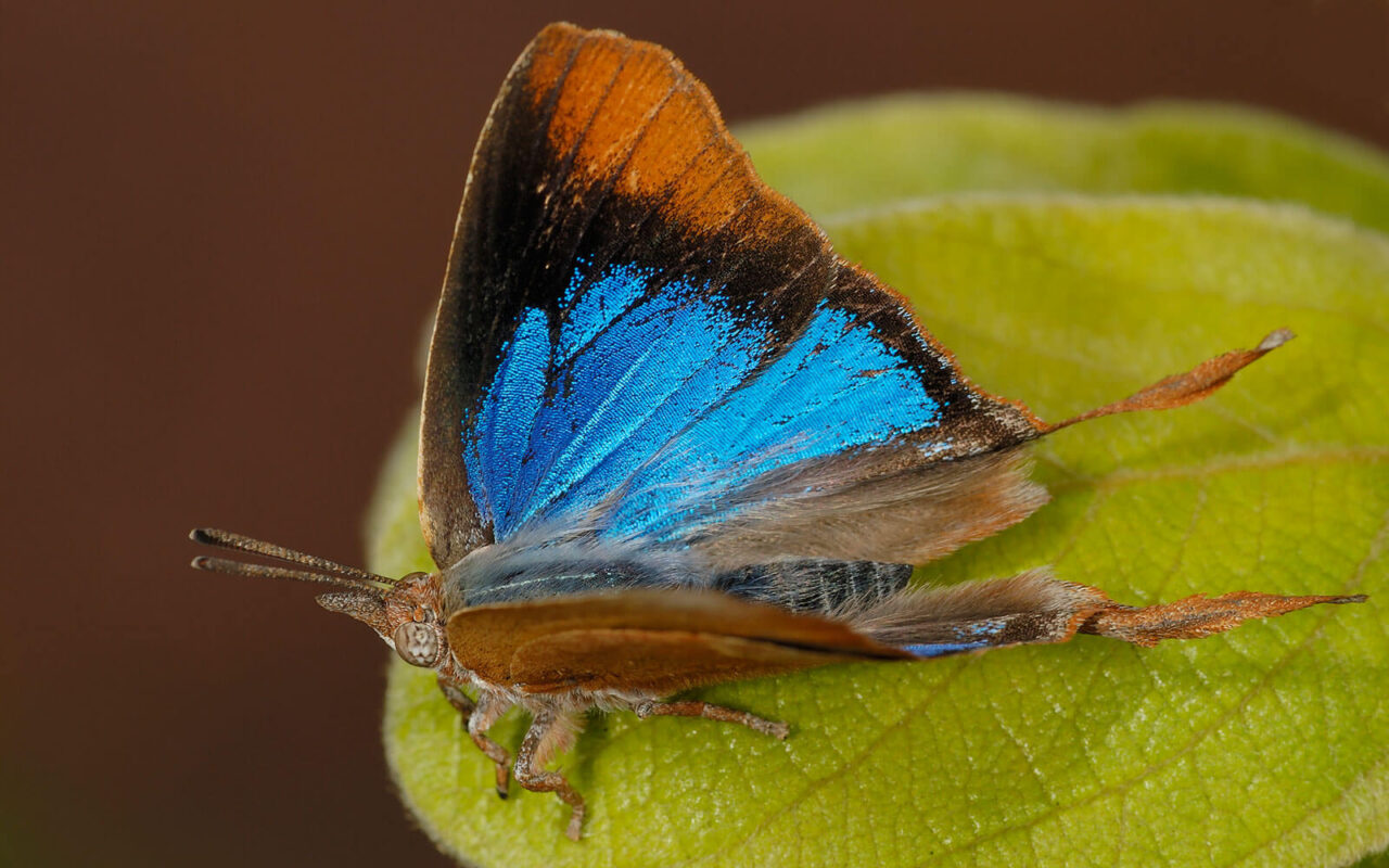 Fierce Little Creatures Butterflyant mutualism Kloof Conservancy