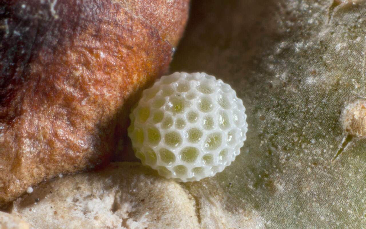 Fierce Little Creatures Butterflyant mutualism Kloof Conservancy