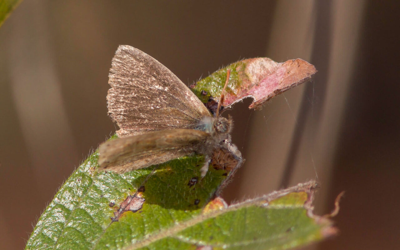 Fierce Little Creatures – Butterfly-ant mutualism | Kloof Conservancy ...