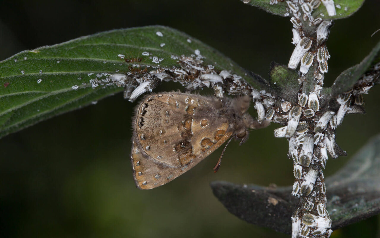 fierce-little-creatures-butterfly-ant-mutualism-kloof-conservancy