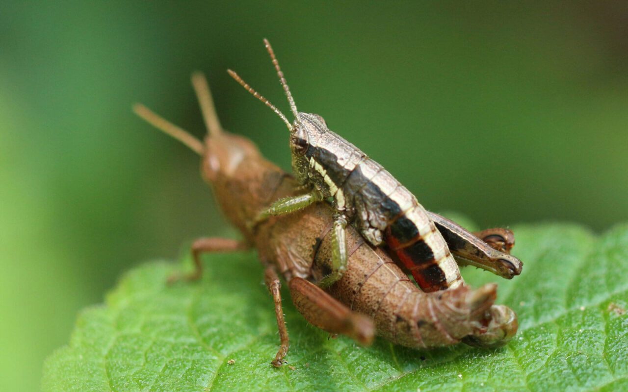 Insects: masters of multiplication | Kloof Conservancy The Leopard's Echo