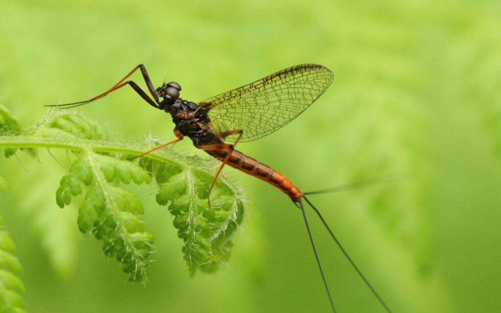 Insects Multiplying Insects: masters of multiplication | Kloof Conservancy The Leopard's Echo
