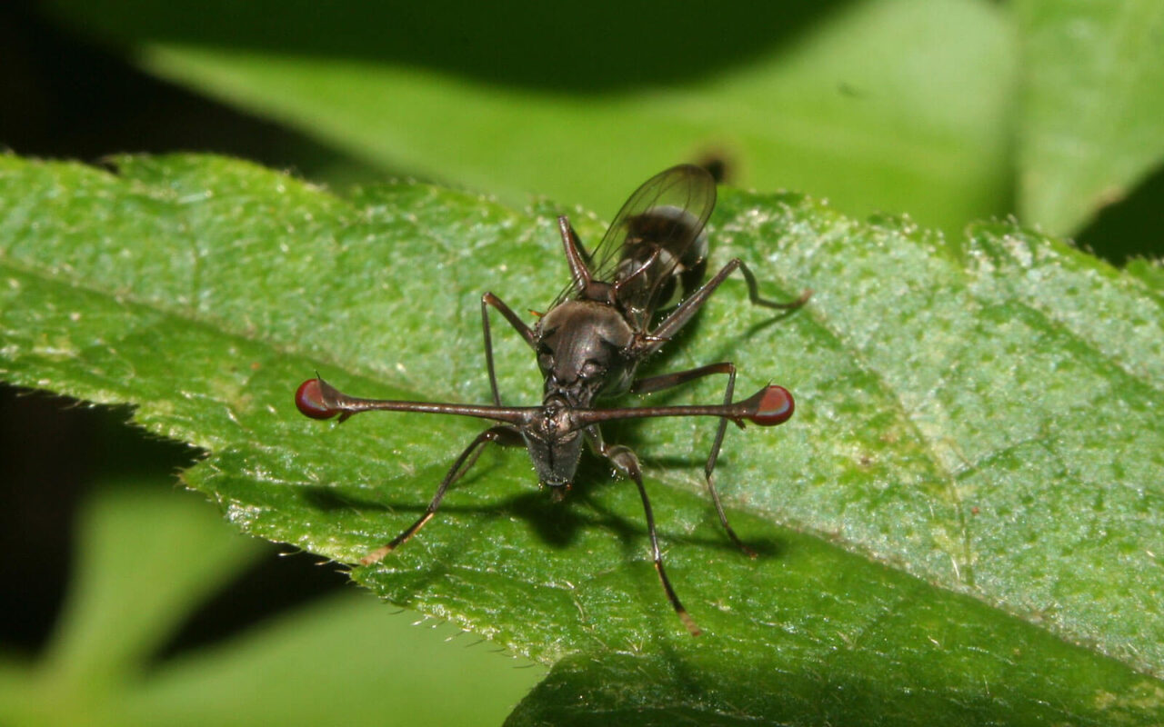 Insects: masters of multiplication | Kloof Conservancy The Leopard's Echo