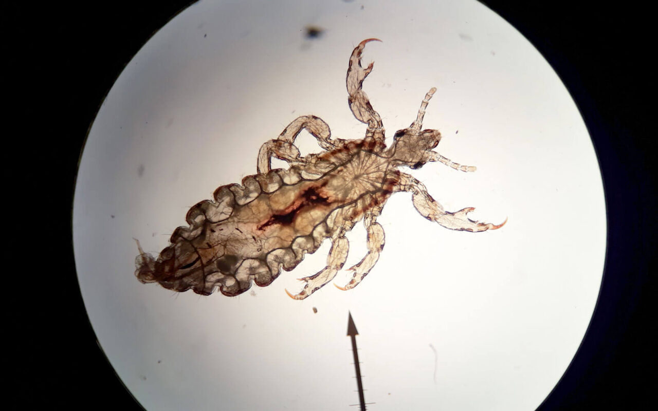 Insect lore and legend Kloof Conservancy The Leopard's Echo