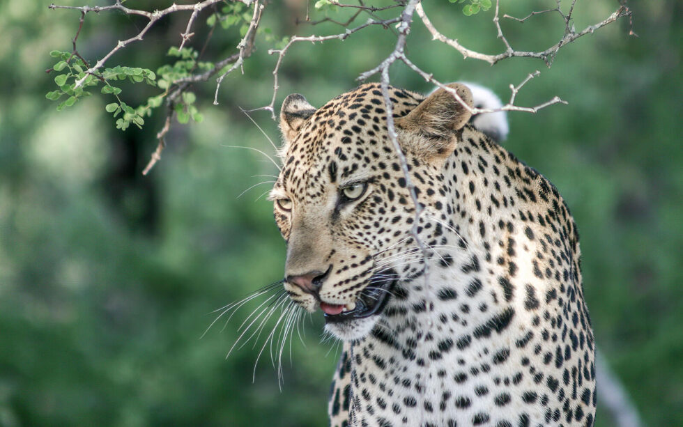 Leopards In Environment A passion for the environment rooted in science | Kloof Conservancy The ...