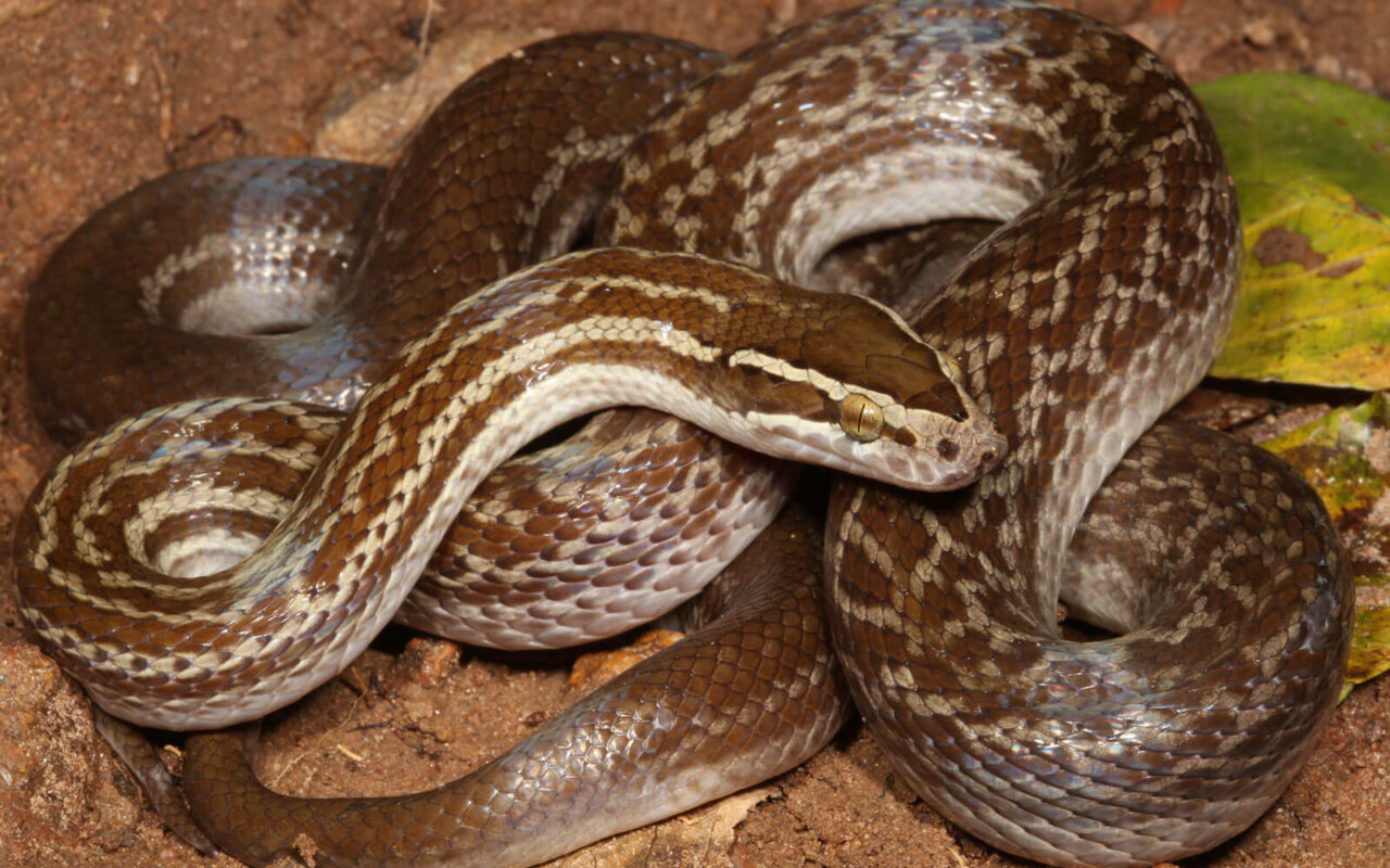 Constrictors | Kloof Conservancy The Leopard's Echo