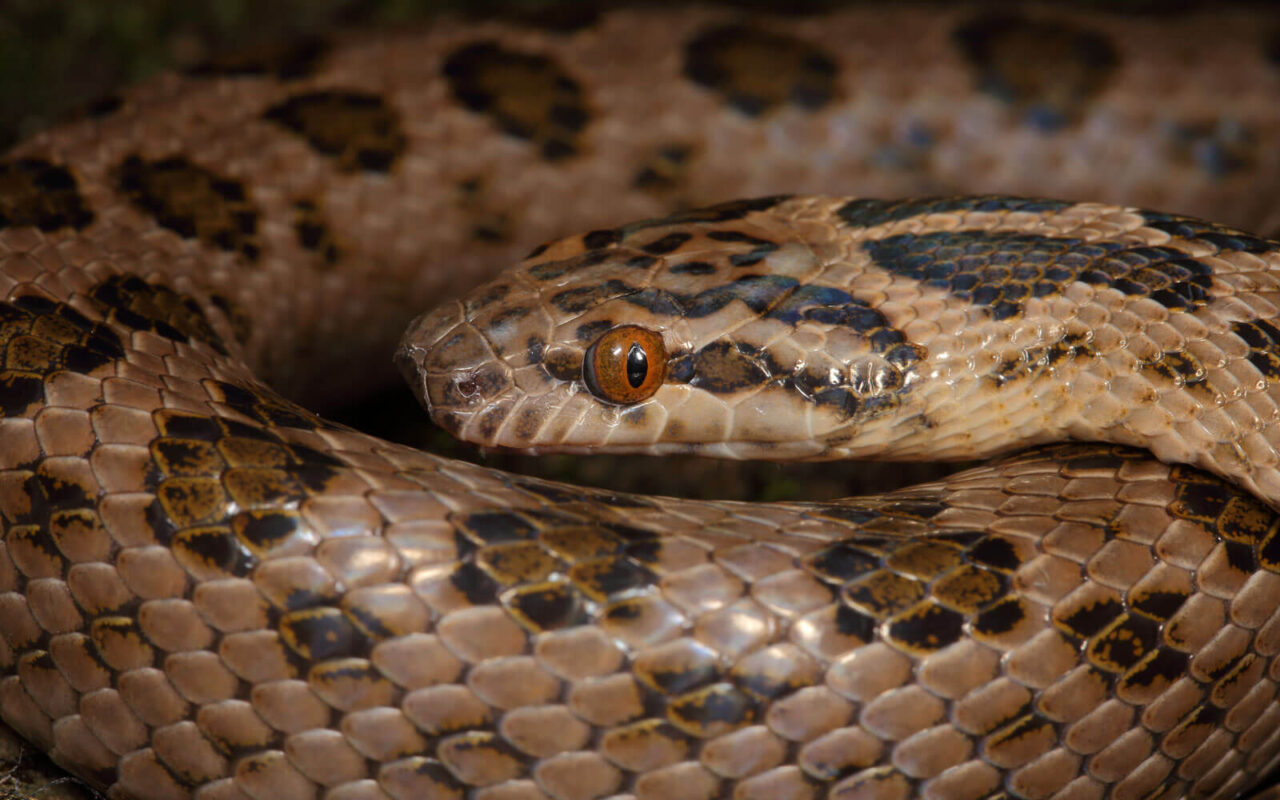 Constrictors | Kloof Conservancy The Leopard's Echo