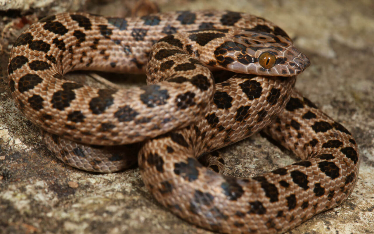 Constrictors | Kloof Conservancy The Leopard's Echo