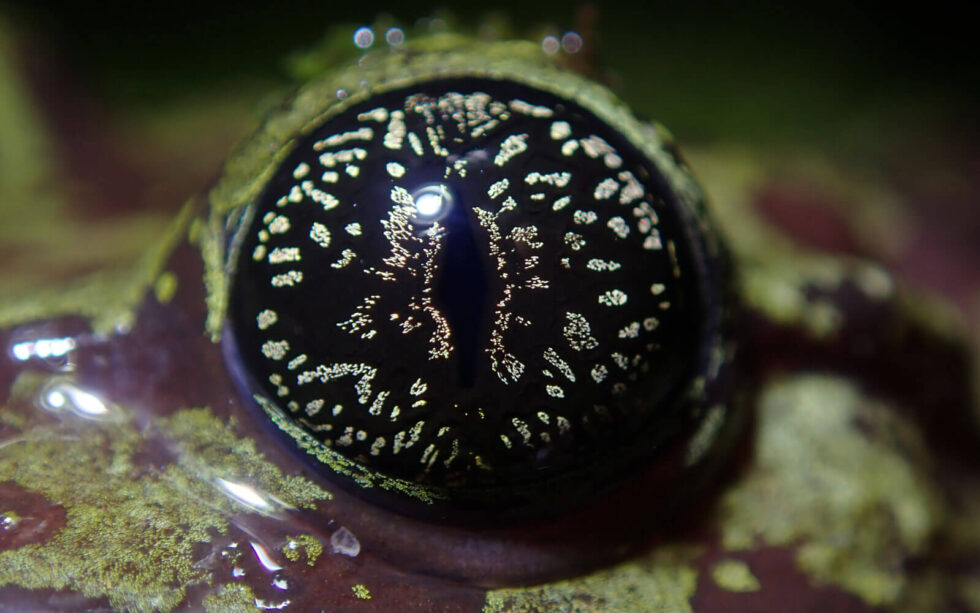 Leopard Night Vision Example Night vision: the liminal world of frog eyesight | Kloof Conservancy ...