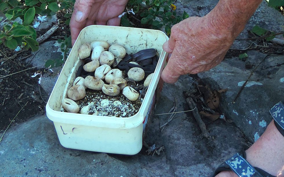 Curated visual reference: Methods For Rearing Juvenile Snakes Commercially Reference: The Nesting And Rearing Behaviour Of Snakes Kloof Conservancy The